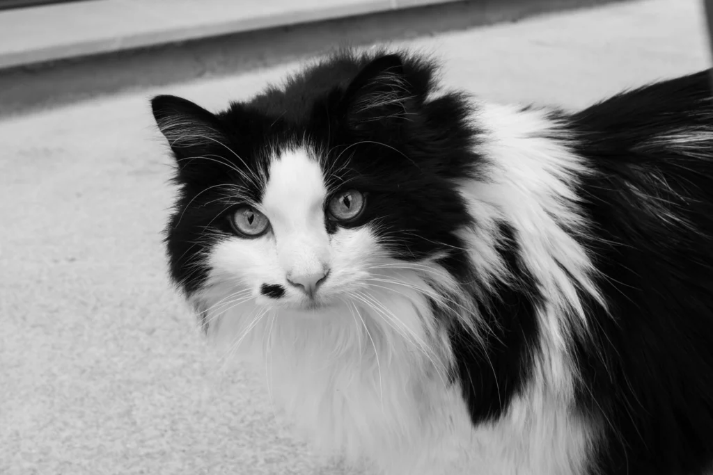 photo d'un chat, lors d'une seance photo famile à domicile. Prise par Quentin Viel photographe à Orléans